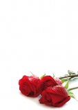 Designpapier-205 DIN-A4 (100 Blatt)  Rote Rosen